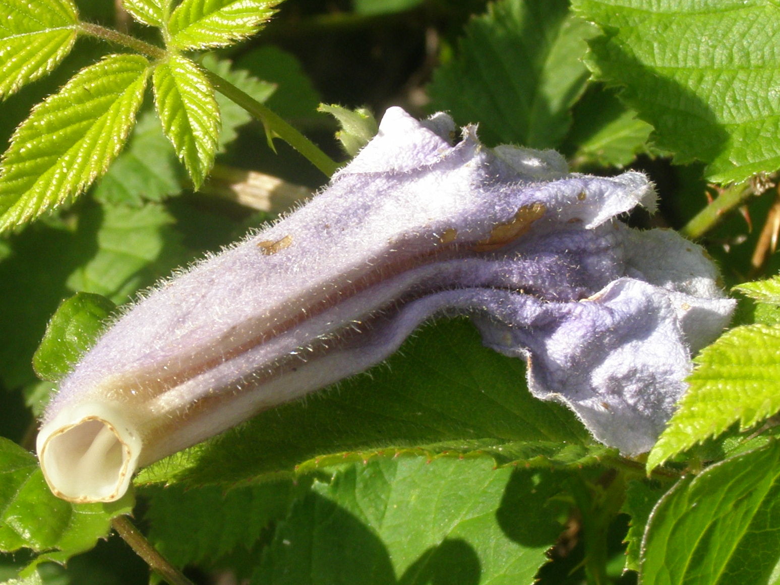 Paulownia tomentosa